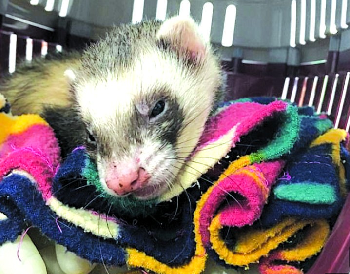 兩歲的寵物雪貂“班迪”。