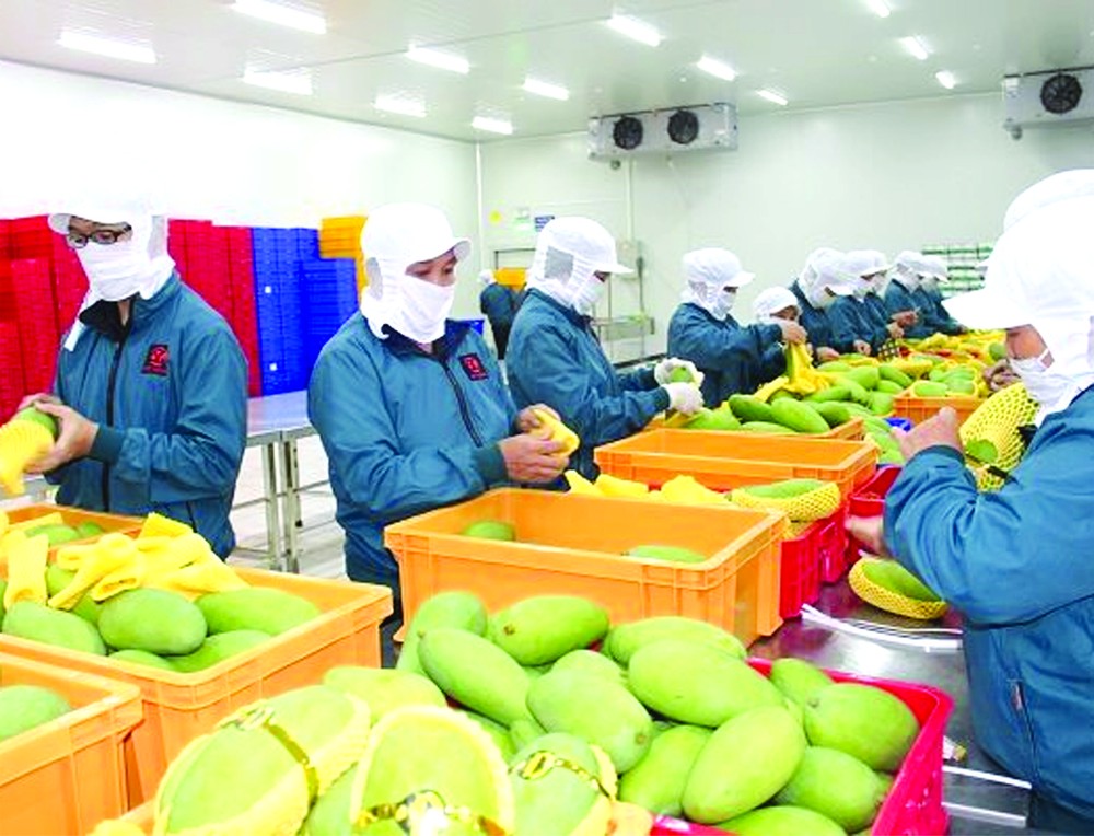 越南芒果出口到世界多個市場。