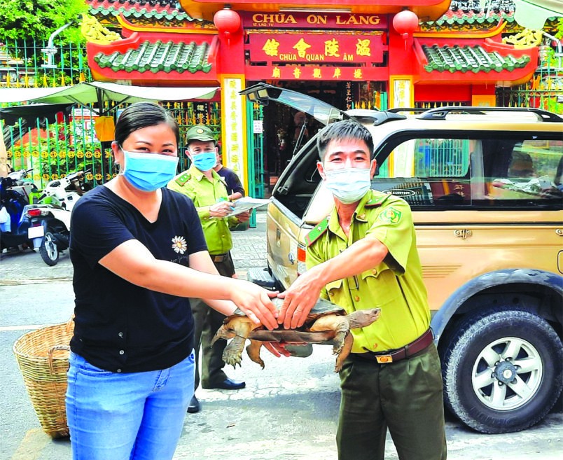 為了繼續做好保護野生動物的工作，福建溫陵會館(觀音廟)昨(14)日上午與古芝野生動物保護中心配合，將該會館放生池及會館內的龜打撈上來，以釋放到自然環境中。