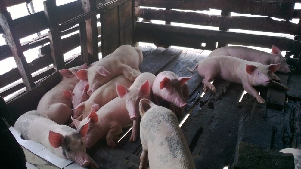 （示意圖源：互聯網） 