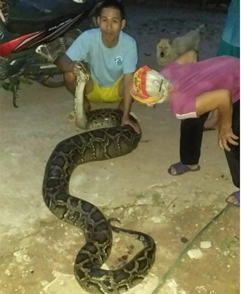 驚現巨蟒爬進村莊捕食雞羊