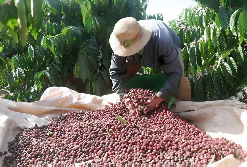 A farmer harvests coffee in the Central Highlands