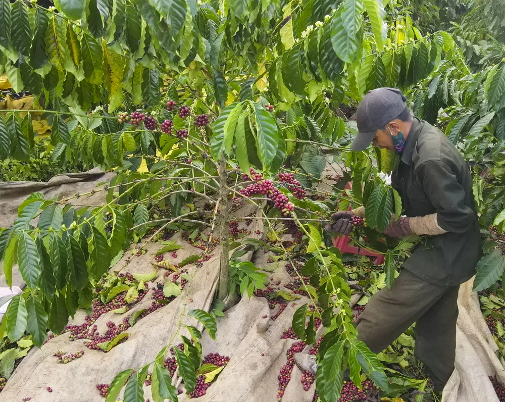 1557396-Bàn thay thoăn thoắt của người nông dân.jpg