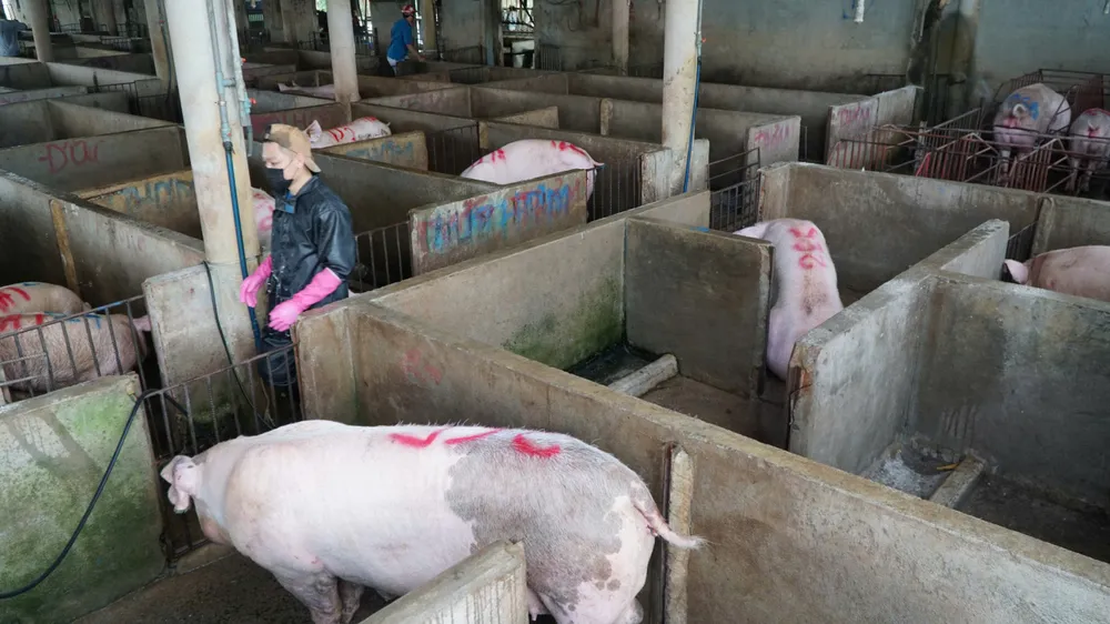 Giá heo hơi tiếp tục tăng, Vĩnh Long lên 69.000 đồng/kg