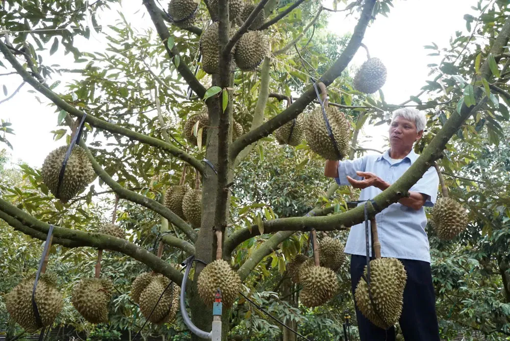 Xuất khẩu rau quả quý 1 đạt gần 1,5 tỷ USD