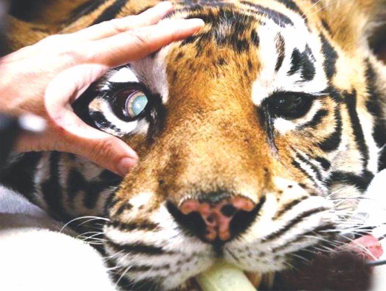 （資料圖來源：互聯網）