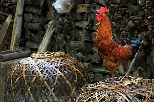 示意圖。（圖片來源：互聯網）