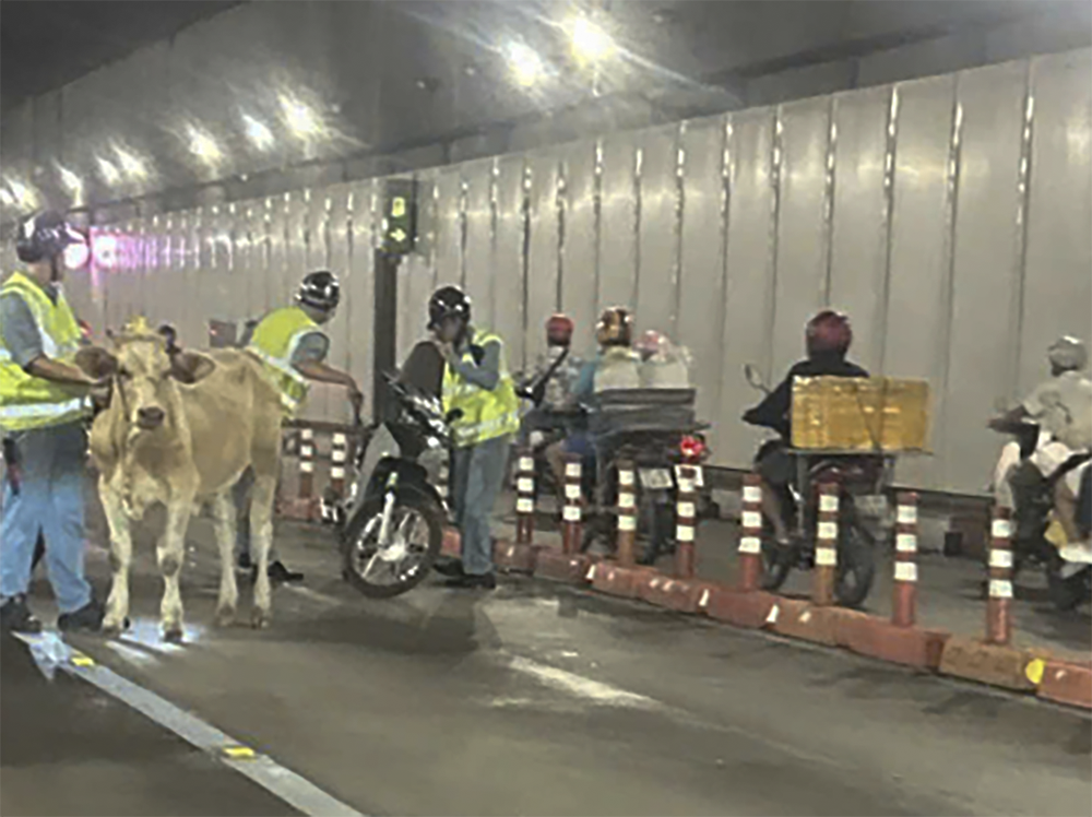 西贡河隧道工作人员追赶并拦截牛只以确保安全。