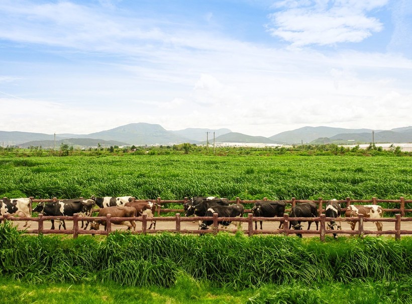 Vinamilk拥有超过13万头奶牛，规模位居区域前列。
