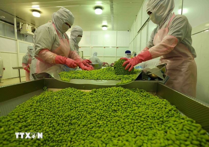 安江蔬水股份公司大豆加工链。