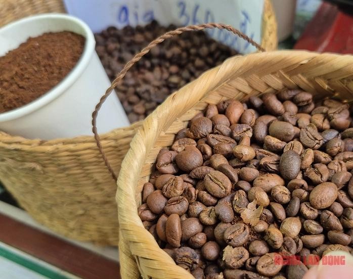 需要确保采收成熟果和过熟果的比例以保持咖啡质量。