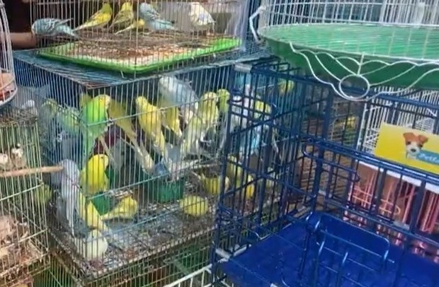 在红绒二店销售的观赏鸟。