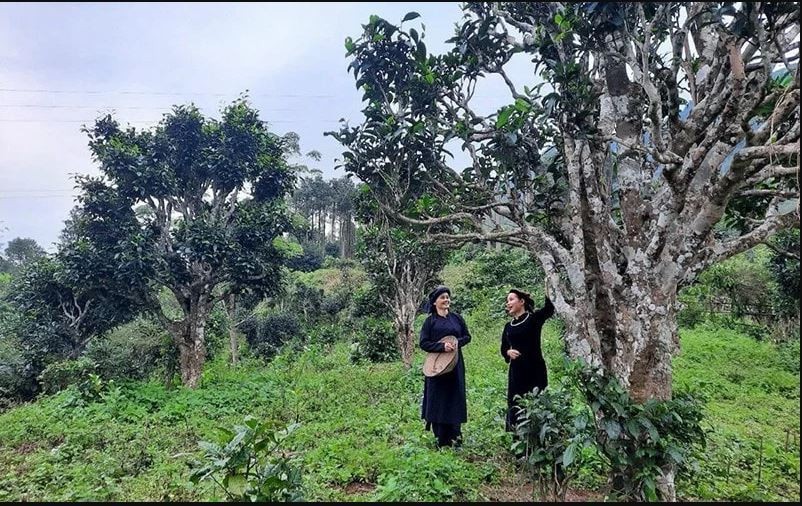 太原省12颗山雪茶树被列入“越南古树”名录。