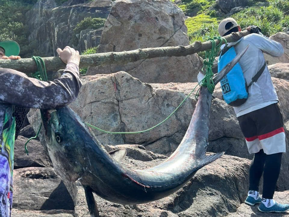 黎文海与友人将鲭鱼抬回家。