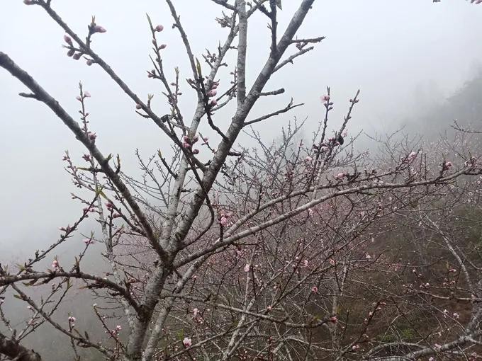 2026年丙午年春节期间，冷空气已影响北部地区。