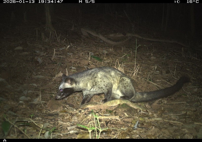 资料图。美山世界文化遗产管理委员会供图