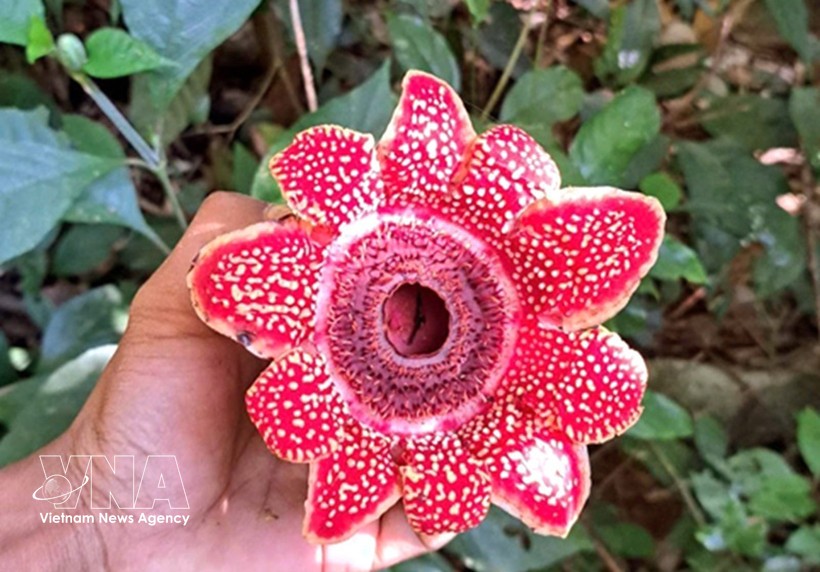 风牙—格邦国家公园发现濒危花种。