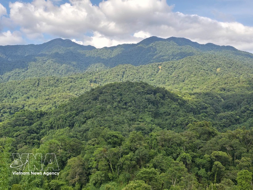 越南拥有1487万公顷森林，发挥着保障社会民生、发展经济的重要功能。