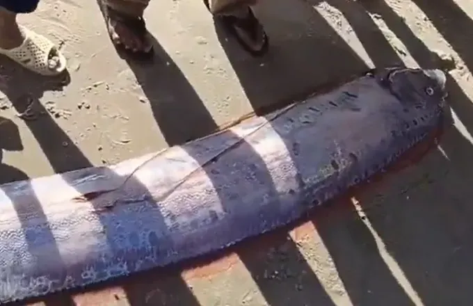  此前，3月22日，一条皇带鱼也搁浅在林同省海滩。