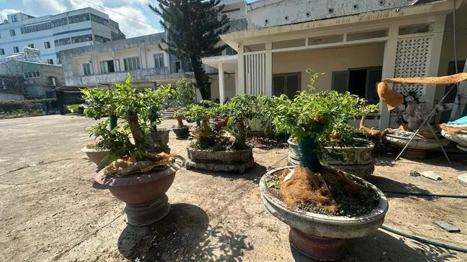 职能力量发现并没收的黄梅树。