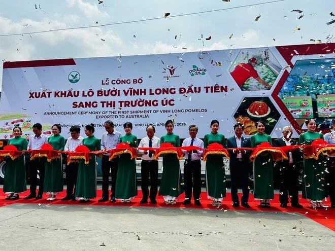4月13日，永隆青皮柚子正式出口澳洲市场。