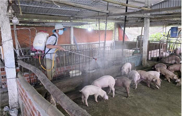 在芹苴市一农户的猪舍消毒。