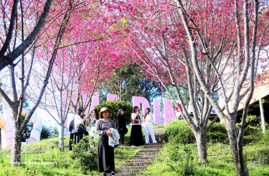 帕丁嶺（Pha Din Top）旅游区樱桃花盛开，吸引众多游客。