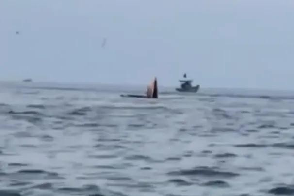 鲸鱼在避风角海域张嘴捕食。