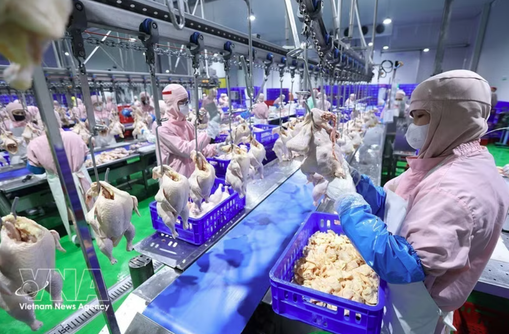 加工鸡肉生产线。