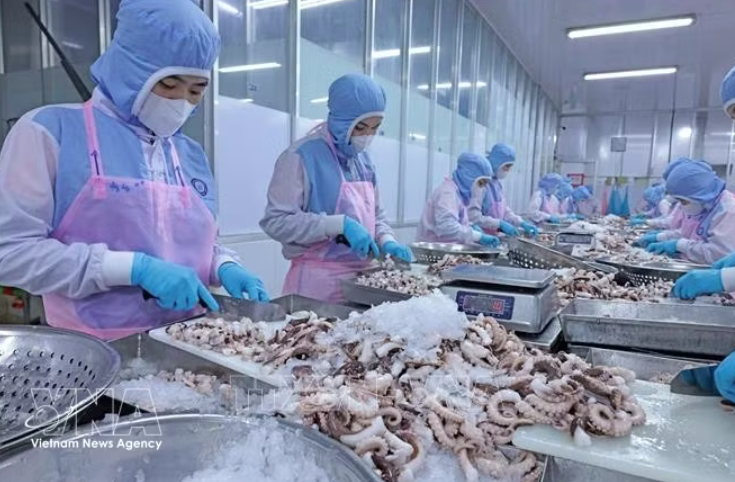 安江省辉南公司出口章鱼加工环节。