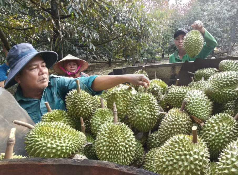 越南榴莲准备开拓拥有超过14亿人口的印度市场