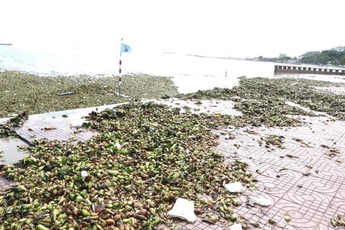 数十吨浮萍和海洋垃圾漂流搁浅至前滩海域。图：光武