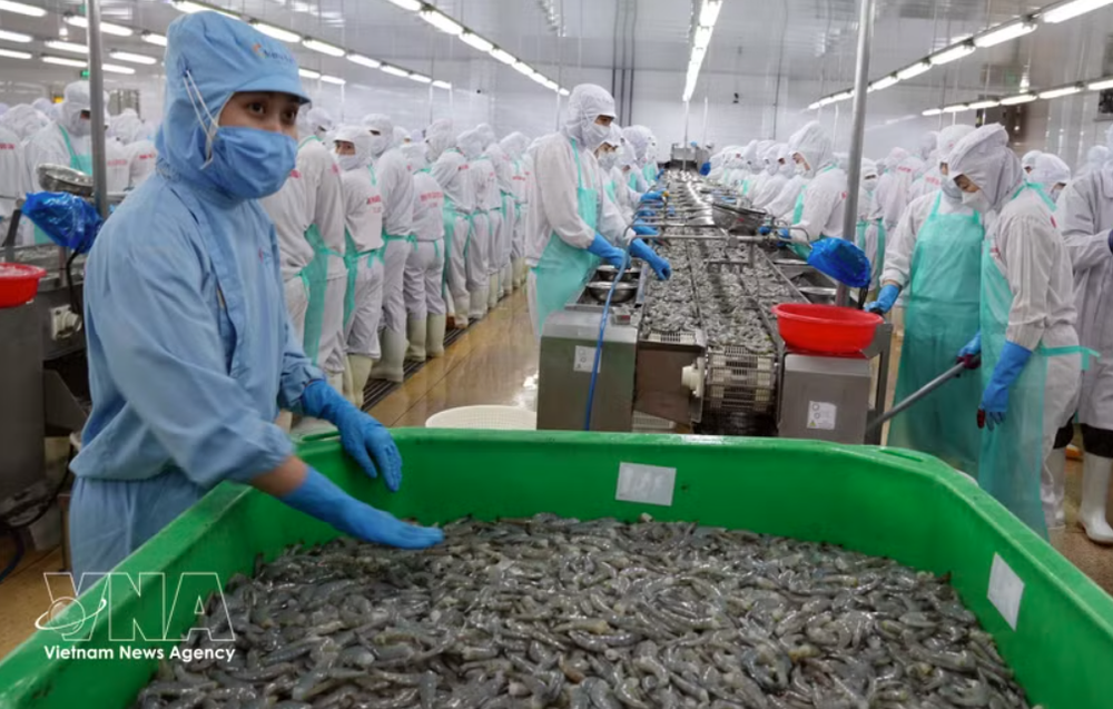 虾类加工出口为金瓯省带来了巨大的收入来源。图自越通社