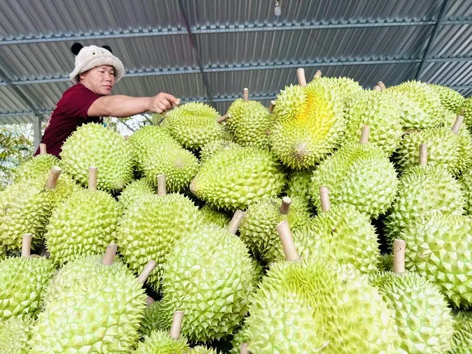 在西原收成出口榴莲。图片来源：农业与环境部。