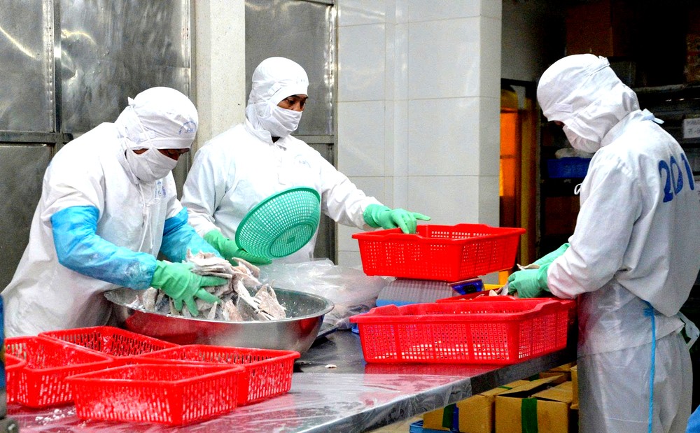 胡志明市Basefood水产品加工进出口股份公司工人在加工水产品。图：成辉。