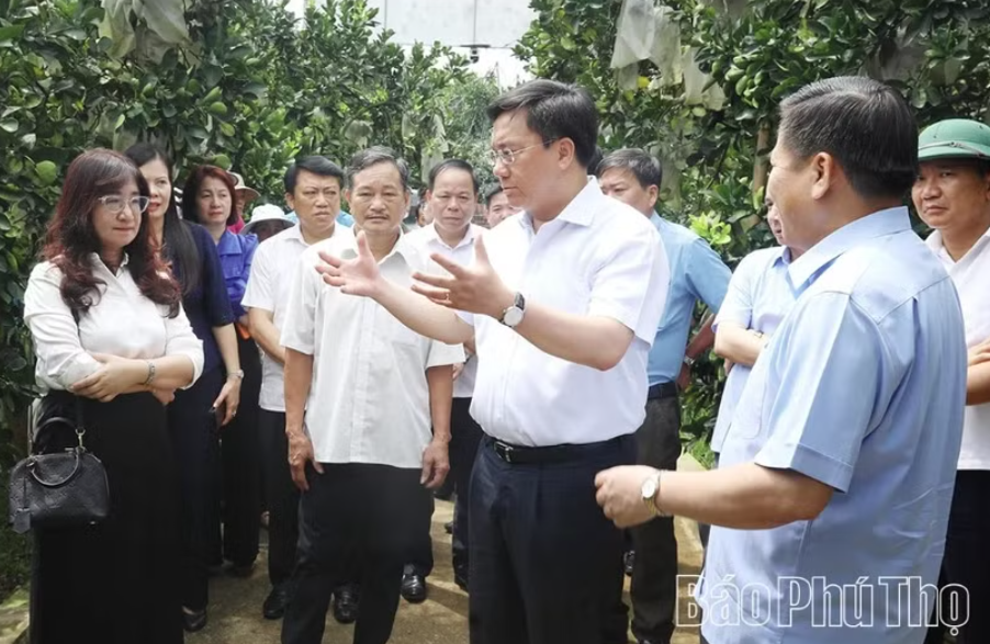 富寿省人委会主席陈维东考察安治乡大同农业合作社福演柚种植模式。图自baophutho.vn
