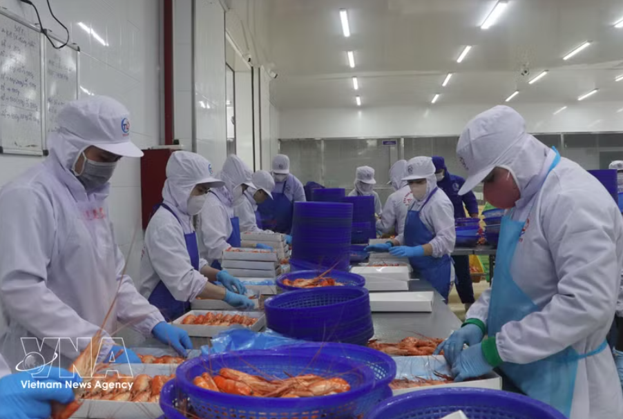 出口罗氏沼虾的加工活动。图自越通社