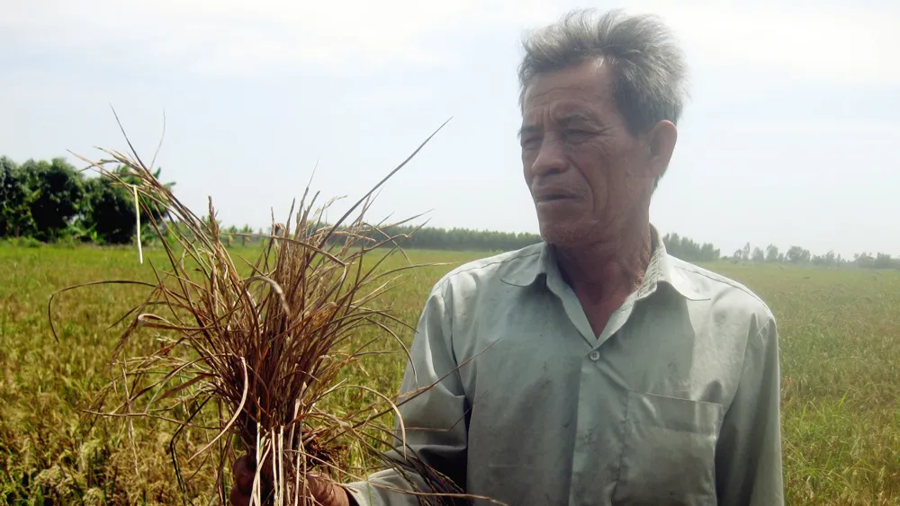 Nông dân trồng lúa ở huyện Hòn Đất - Kiên Giang bị thiệt hại do hạn mặn gây ra