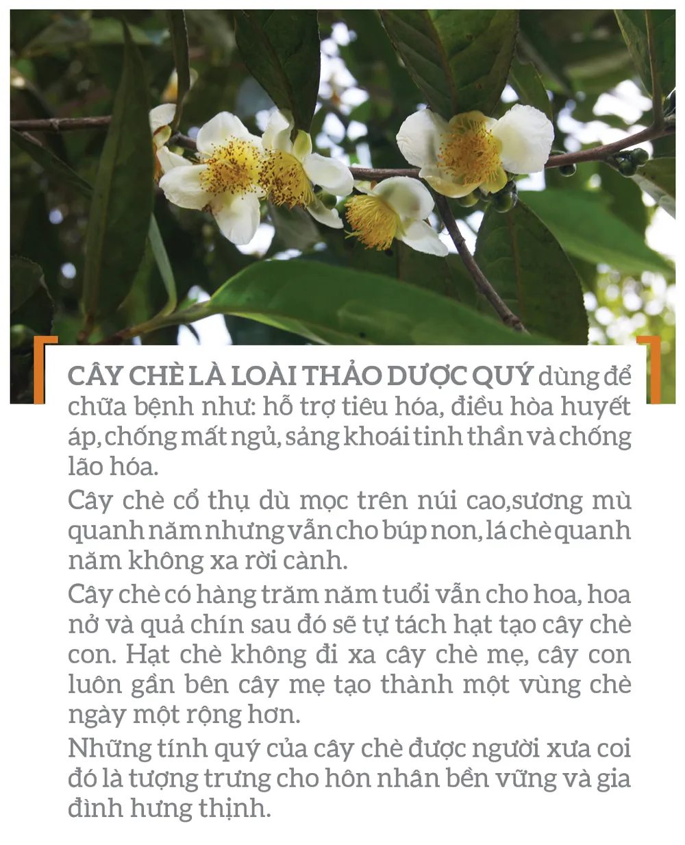 Vị thế của trà  ảnh 3