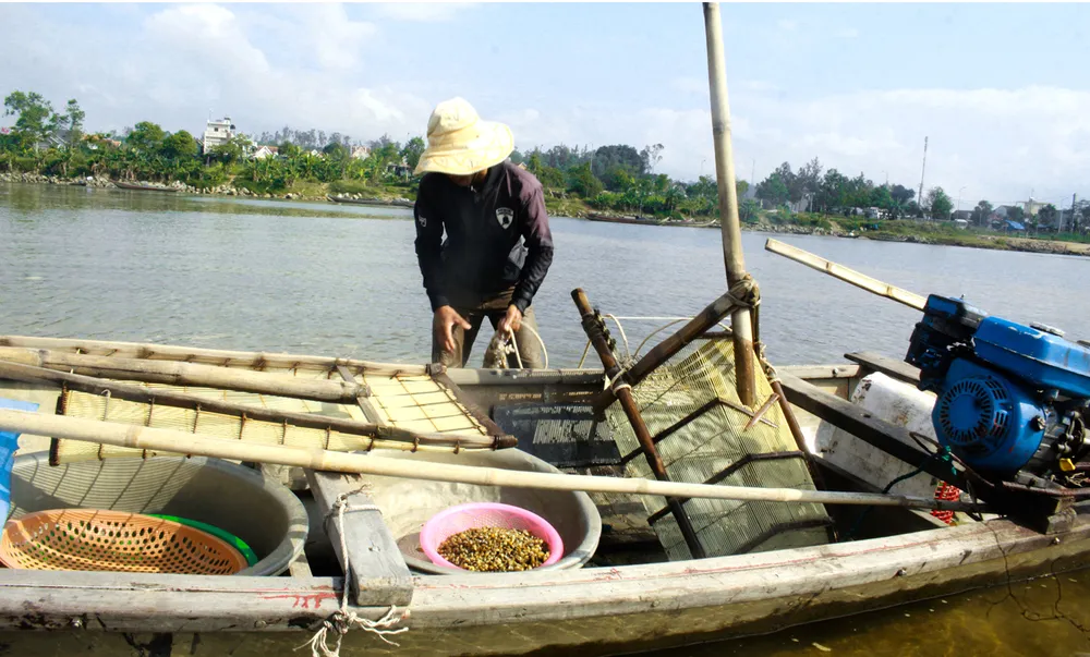 Dầm mình cào don dưới sông Trà Khúc ảnh 17