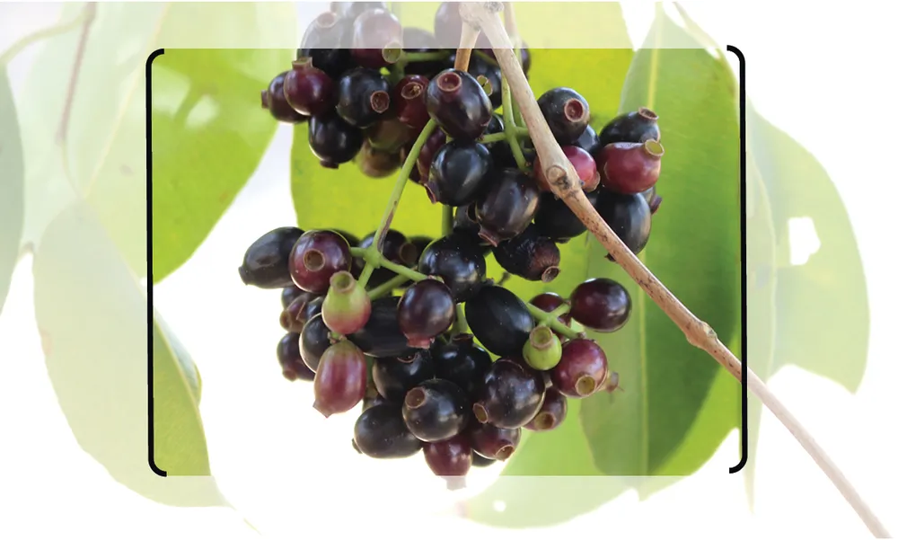 Thuong nho mua tram-6.jpg