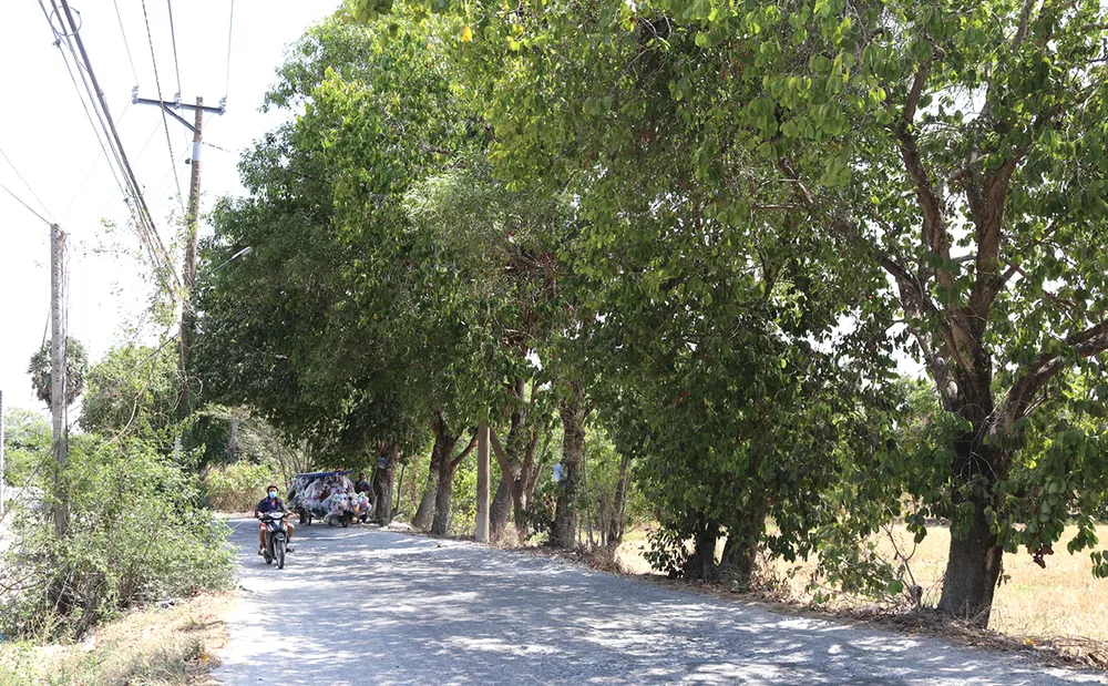 Thuong nho mua tram-7.jpg