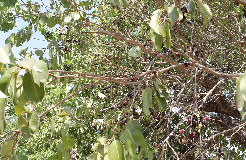 Thuong nho mua tram-9-1.jpg