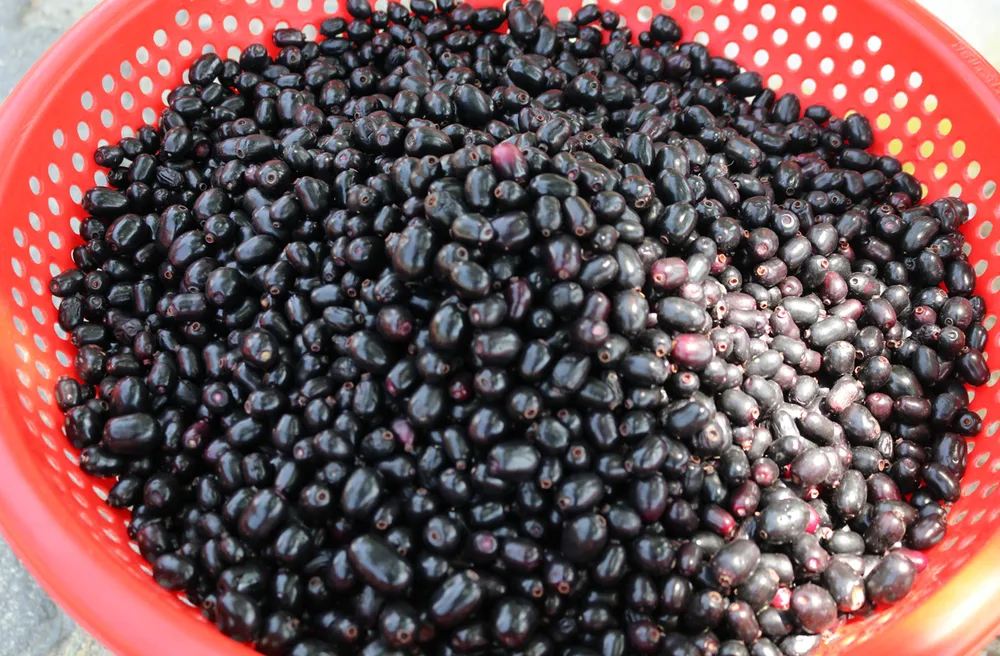 Thuong nho mua tram-9-2.jpg