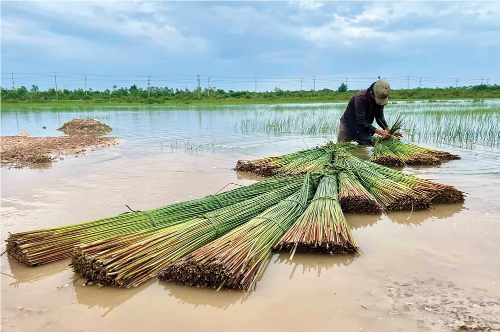 Ve dep cua co bang-1.jpg