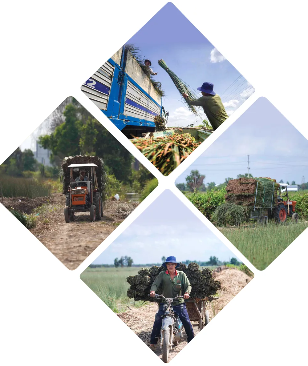 Ve dep cua co bang-12.jpg