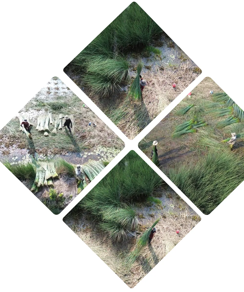 Ve dep cua co bang-4.jpg