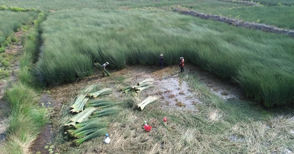 Ve dep cua co bang-5.jpg