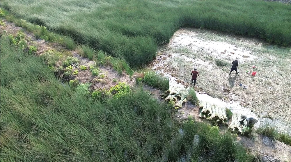 Ve dep cua co bang-6.jpg