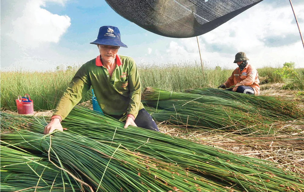 Ve dep cua co bang-7.jpg